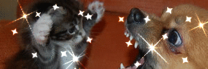 Conoce al Maine Coon