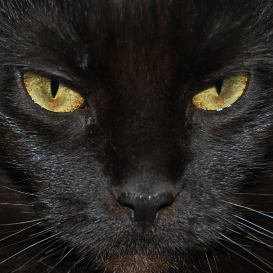 maine-coon-ojos