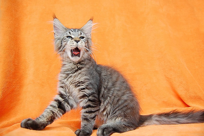 Mackerel Maine Coon