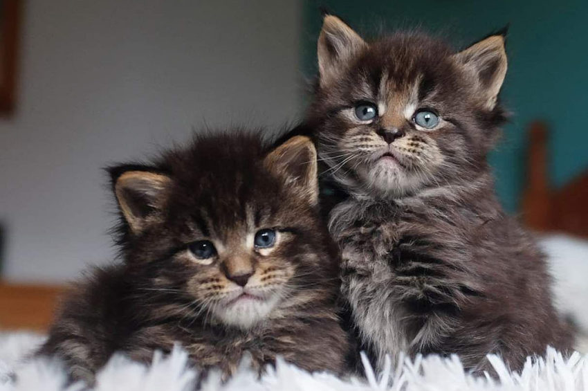 Cachorros Maine Coon Cachorros MCO
