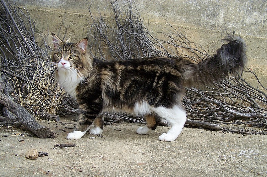 Maine Coon Brown Tabby Maine Coon